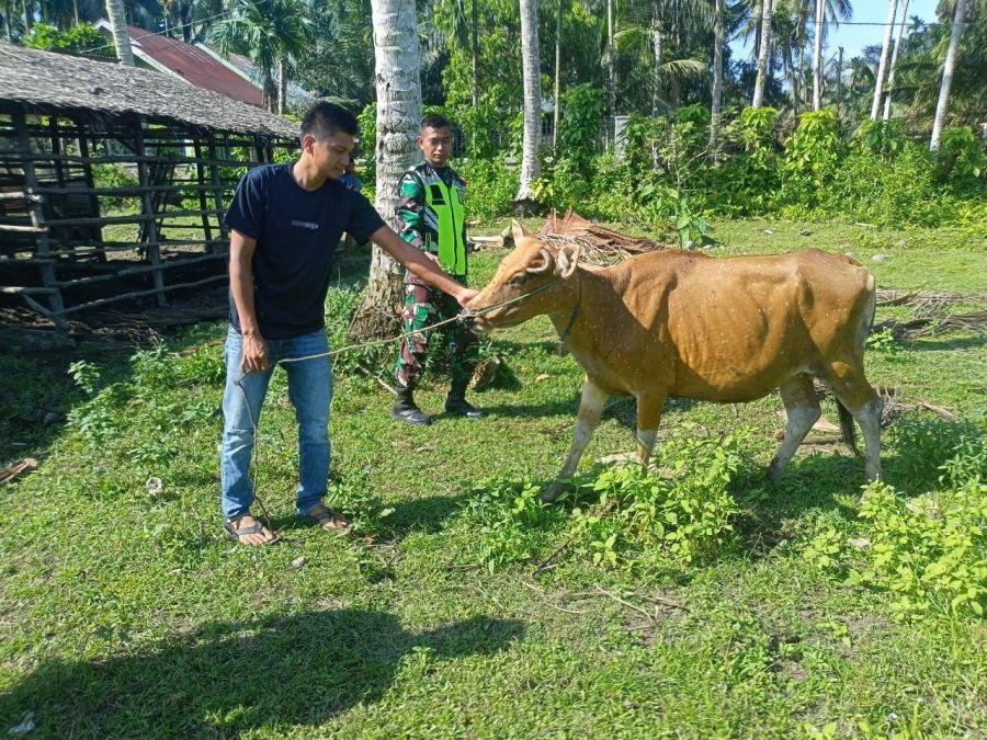 Serda Jama Anur Berikan Edukasi kepada Warga Pemilik Sapi di Desa Sikakak