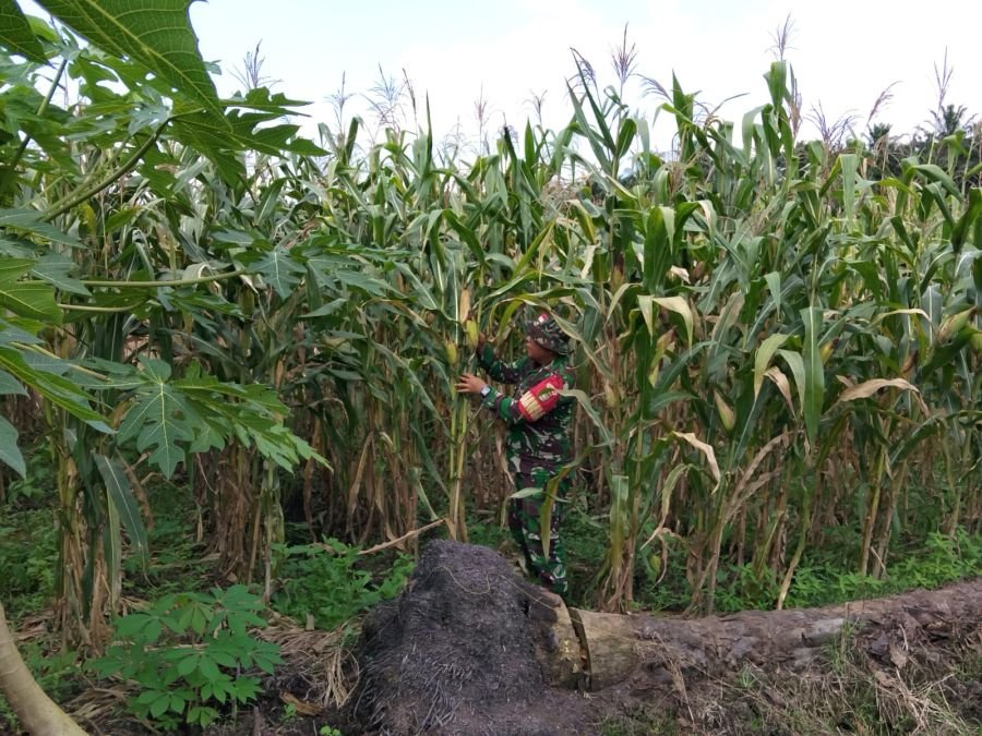 Serda ML Silaban Pantau Pertumbuhan Tanaman di Demplot Pos Ramil Bathin Solapan