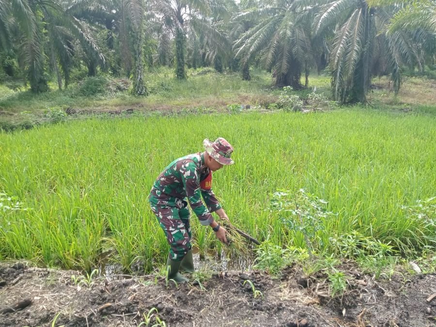 Serda Zulkarnain Laksanakan Perawatan Tanaman di Lahan Ecopark Simpang Bangko