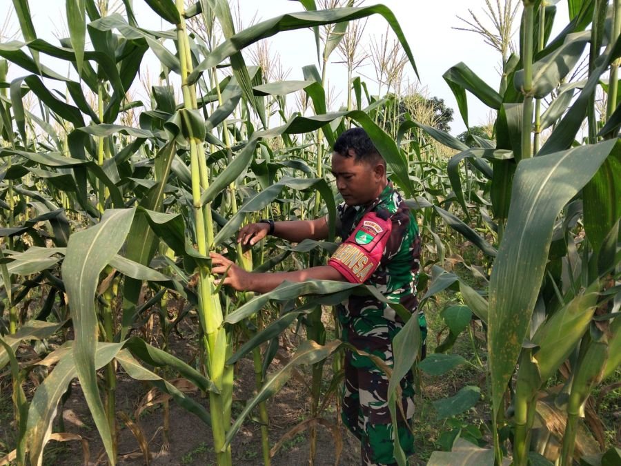 Serda Zulkarnain Pantau Pertumbuhan Tanaman Jagung di Ecopark Simpang Bangko