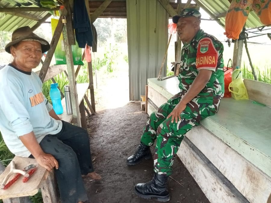 Serka Atmaja Dampingi Petani, Dorong Lahan Padi Pangke Jadi Percontohan