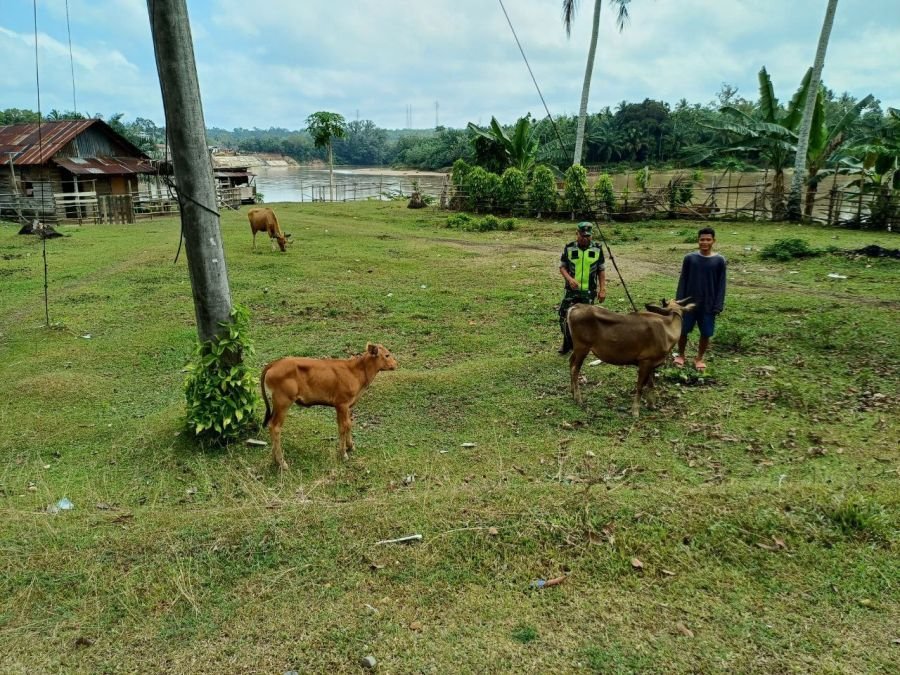 Serka Efison cek Kiondisi hewan ternak Warga di Desa Koto Inuman