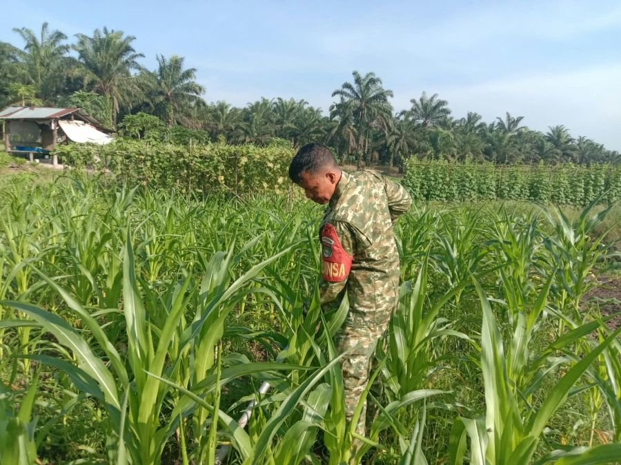 SERKA HANDOKO LAKSANAKAN PERAWATAN TANAMAN DI AREA ECOPARK SIMPANG BANGKO