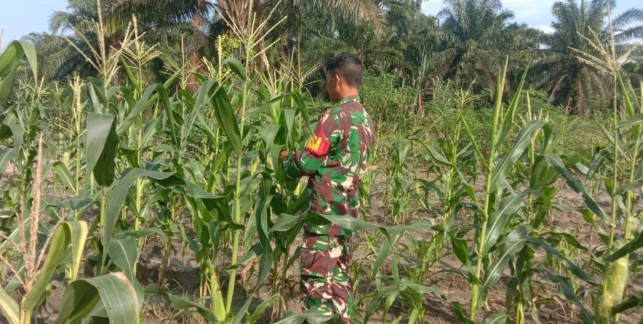 Serka Handoko Pantau Pertumbuhan Tanaman Jagung di Demplot Ecopark Simpang Bangko