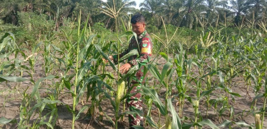 Serka  S. Handoko kegiatan Tahan Pangan