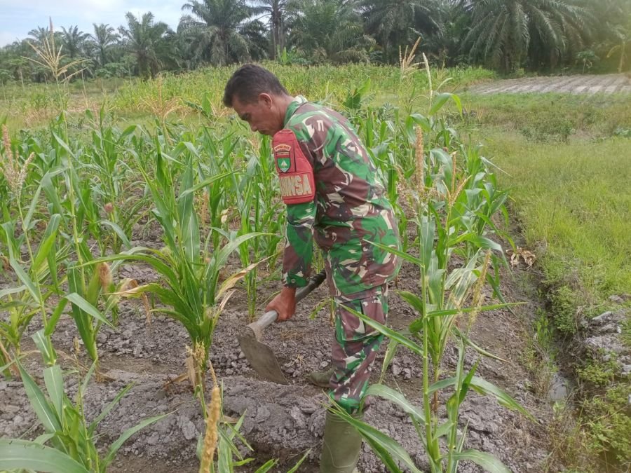 Serka Sutiman babinsa mil03/Mandau melaksanakan Hanpangan
