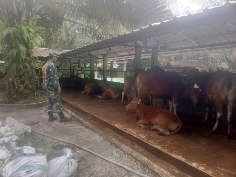 Serma Dwi Krensa Babinsa Koramil 01 Bkn  Pantau Tenak Sapi di Desa Sukamulya 