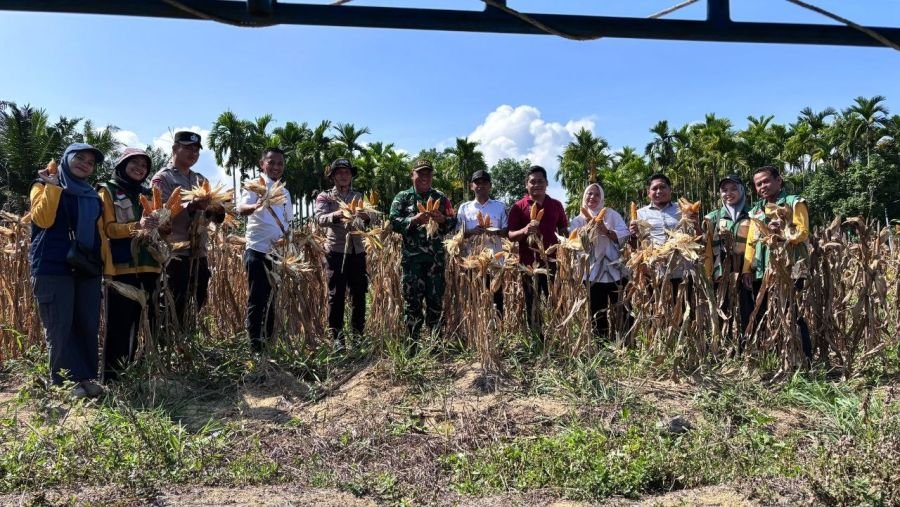 Serma Epriadi Hadiri Panen Raya Jagung Pipil BUMDes Air Emas