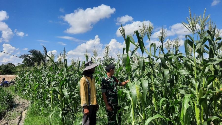 Serma Humaidi Dampingi Petani Jagung, Perkuat Ketahanan Pangan di Desa Keriung