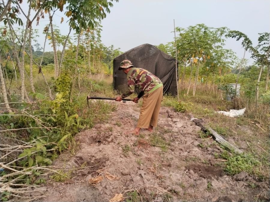 Serma M. Amin Olah Lahan Demplot, Semangka Disiapkan Jadi Sumber Penghasilan Warga