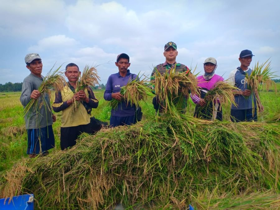 Serma Masrianto Dampingi Panen Padi Serentak Pelalawan