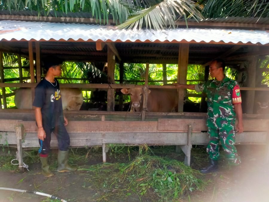 Serma Mawardi Babinsa Koramil 01/Bangkinang Sambangi Peternak Sapi di Desa Ridan Permai