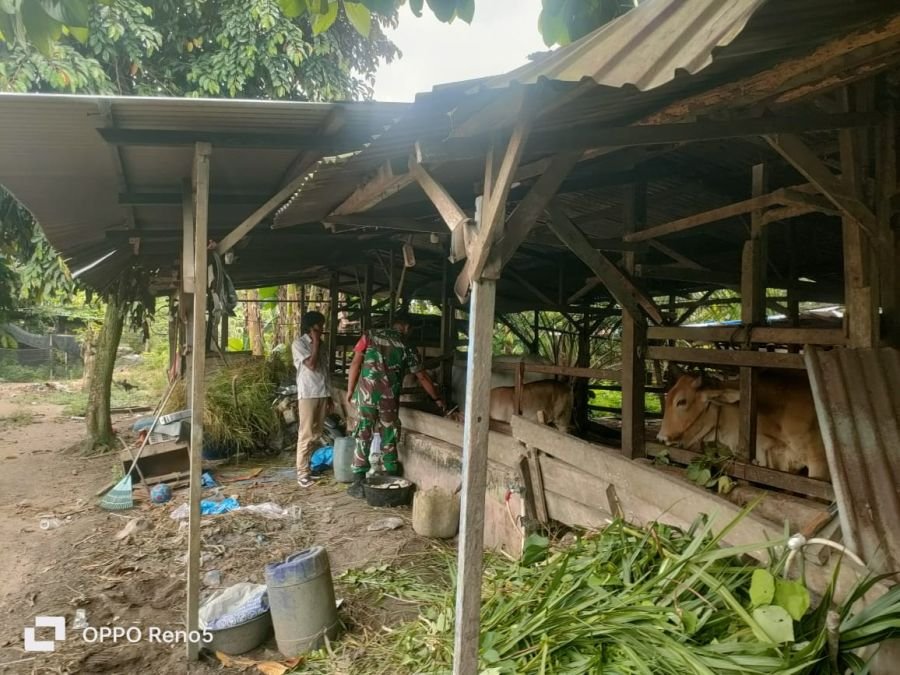 Sertu Abdul Aziz Laksanakan Pengecekan Kesehatan Ternak Sapi Warga di Kelurahan Sungai Mempura