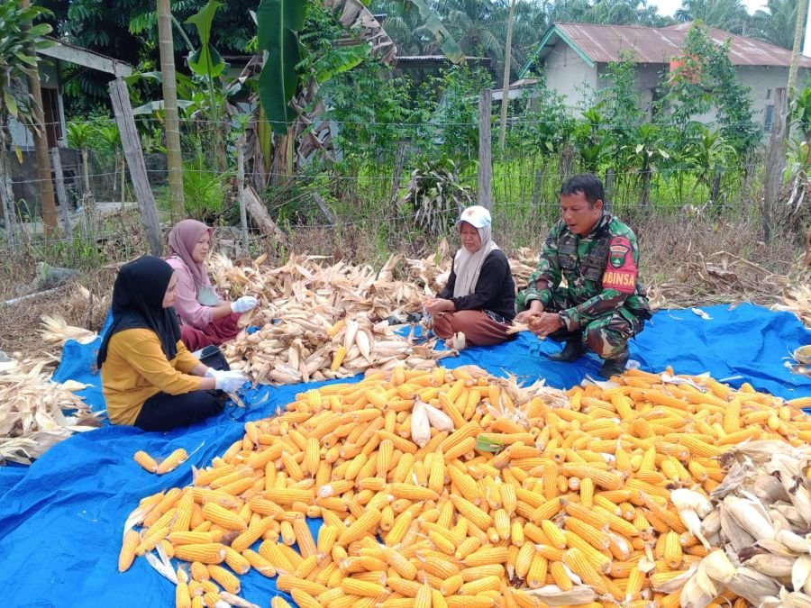 Sertu A.M Hasibuan Dampingi Panen Jagung Pipil BUMDes Nuju Makmur