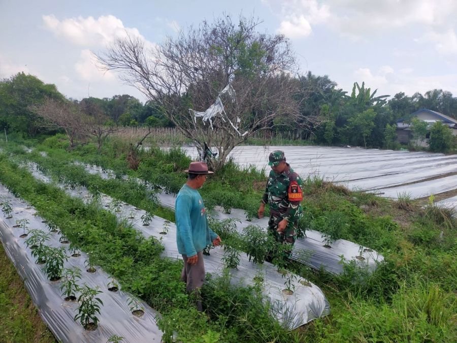 Sertu Aryanto Kawal Petani Cabai Demi Ketahanan Pangan Desa