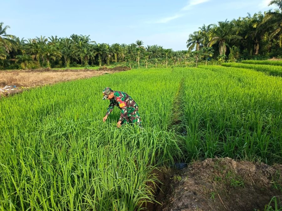 SERTU AWALUDDIN RAWAT TANAMAN PADI DI DEMPLOT ECOPARK, PERKUAT KETAHANAN PANGAN BERBASIS MASYARAKAT