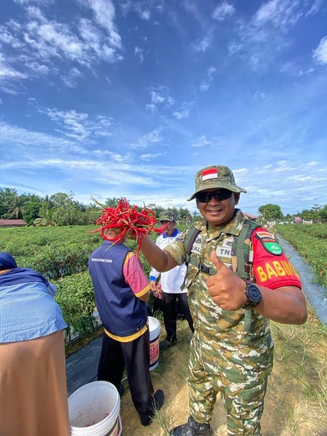 Sertu Efrizal Hadiri Panen Raya Cabai, Semangat Petani Ukui Menguat