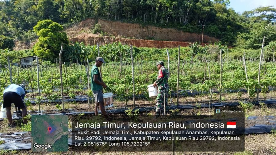 Sertu Olih Solih Bantu Petani Cabai Laksanakan Pemupukan Rutin