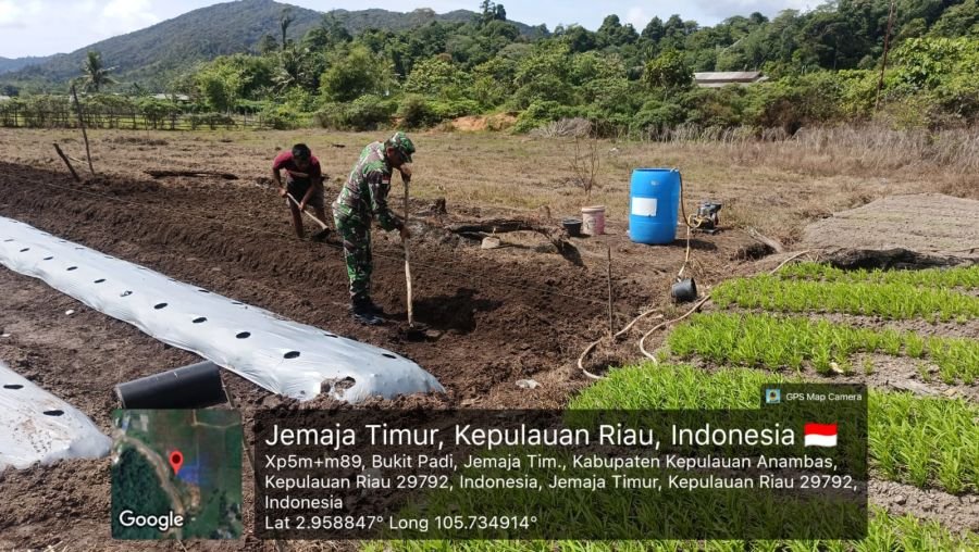 Sertu Olih Solih Dampingi Petani Rawat Kebun Cabai, Perkuat Ketahanan Pangan di Desa Bukit Padi