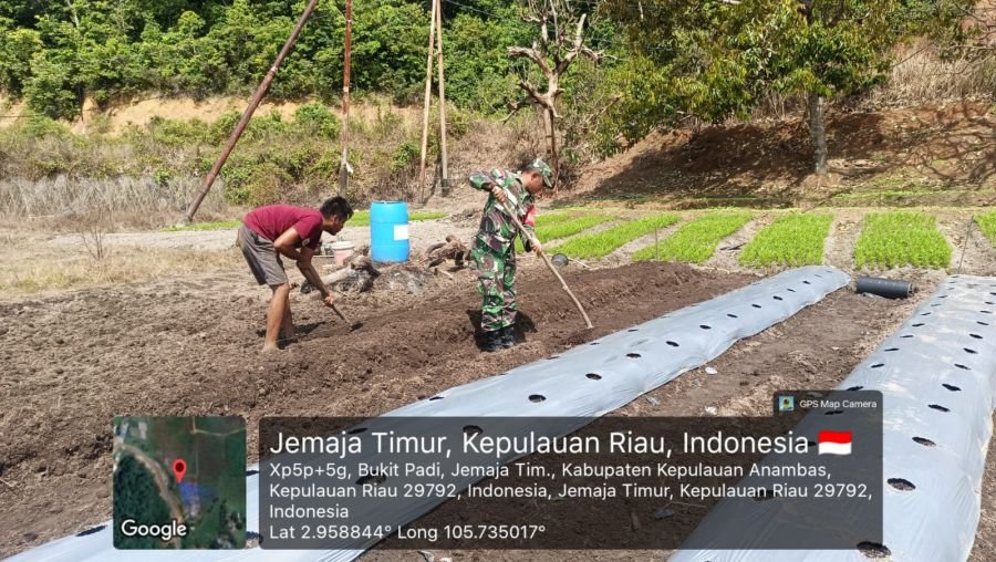 Sertu Olih Solih Terjun ke Lapangan Bantu Petani Cabai di Desa Bukit Padi
