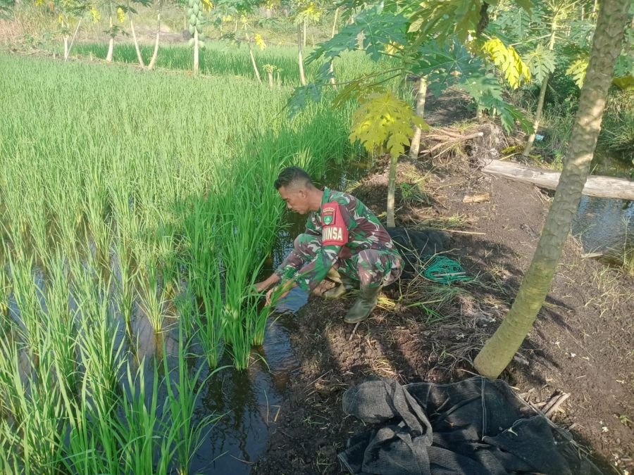 Sertu Sutiman Laksanakan Perawatan Tanaman Padi di Ecopark Simpang Bangko, Desa Kesumbo Ampai