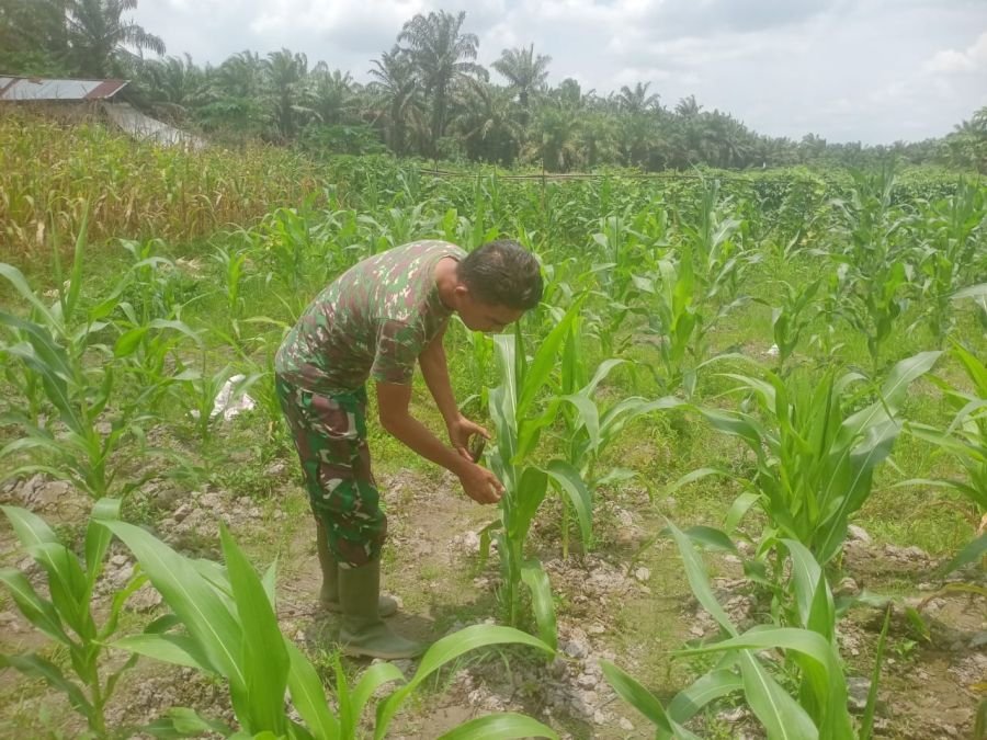Sertu Sutiman Lakukan Pendampingan dan Pengawasan di Demplot Tanaman Jagung Pos Ramil Bathin Solapan