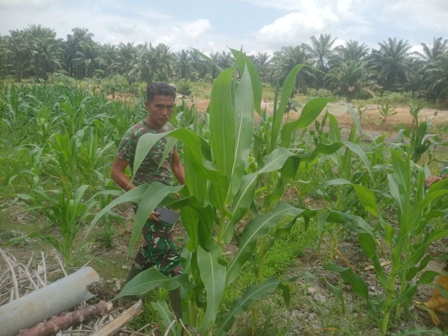 Sertu Sutiman Tingkatkan Ketahanan Pangan Lewat Pembinaan Lahan Demplot Pos Ramil Bathin Solapan