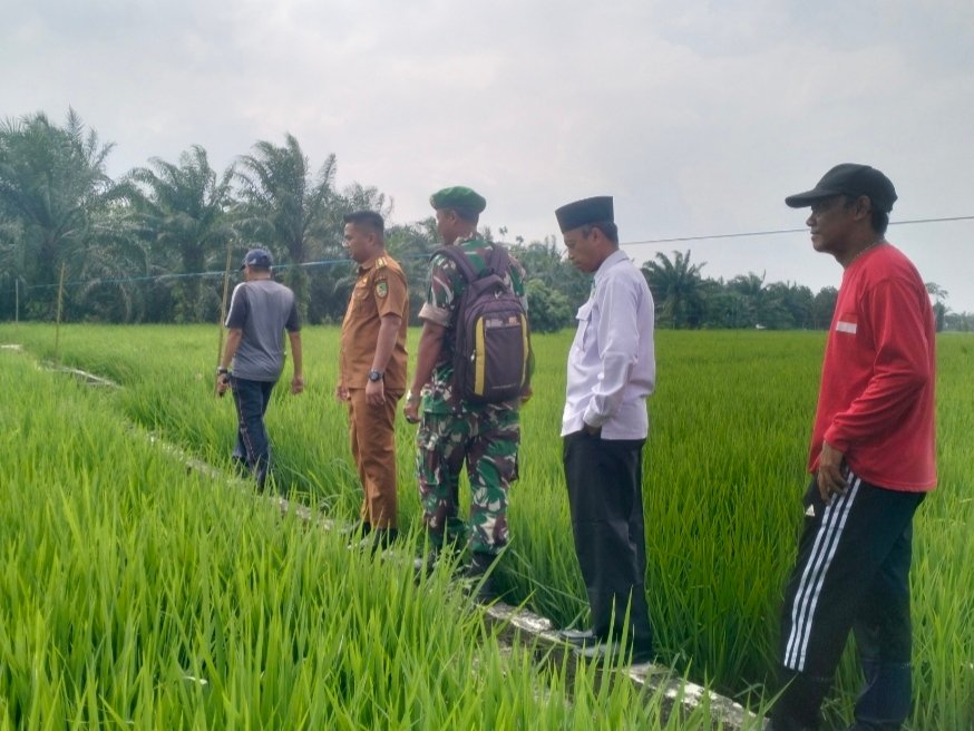 Sinergi Kuat, Camat Batu Hampar  Turun Langsung Pantau Lahan Pertanian di Bantayan Hilir