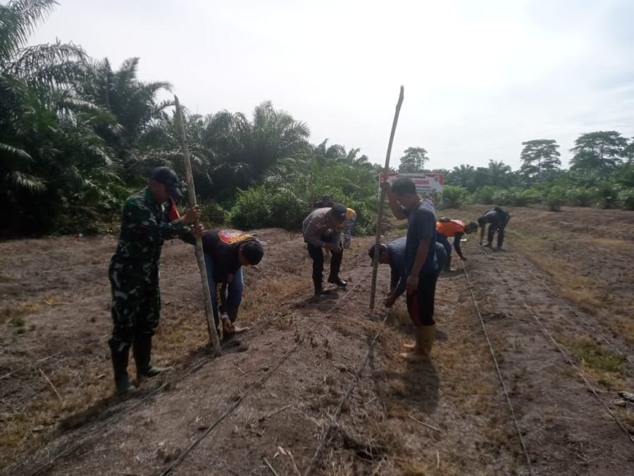 Sinergi TNI-Polri dan Pemdes Dorong Produksi Jagung Rohil