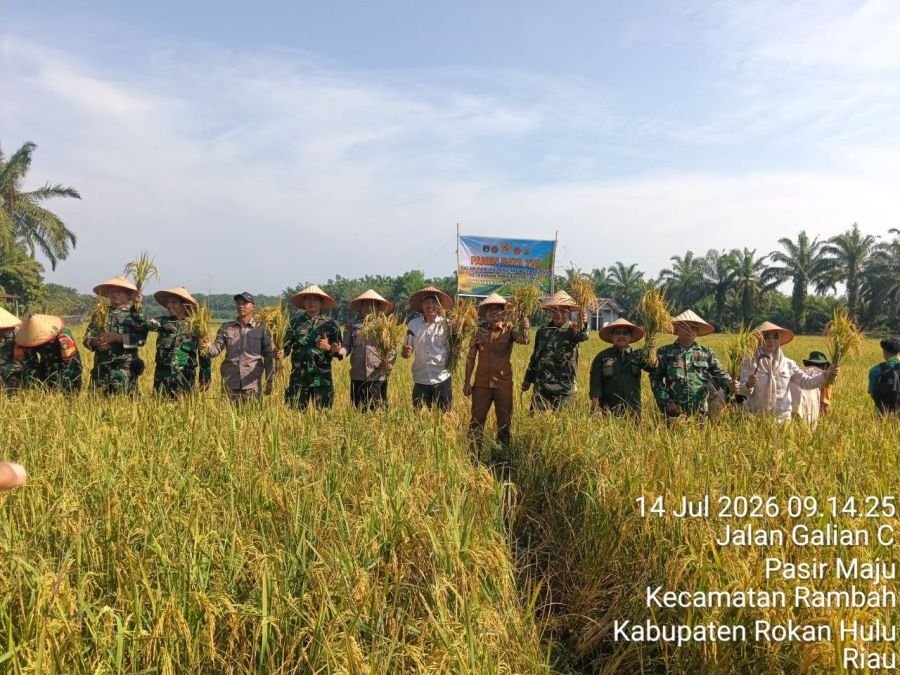 Sinertgitas TNI-Petani, Koramil 08/TDN Laksanakan Panen Raya Serentak 2026 di Rohul