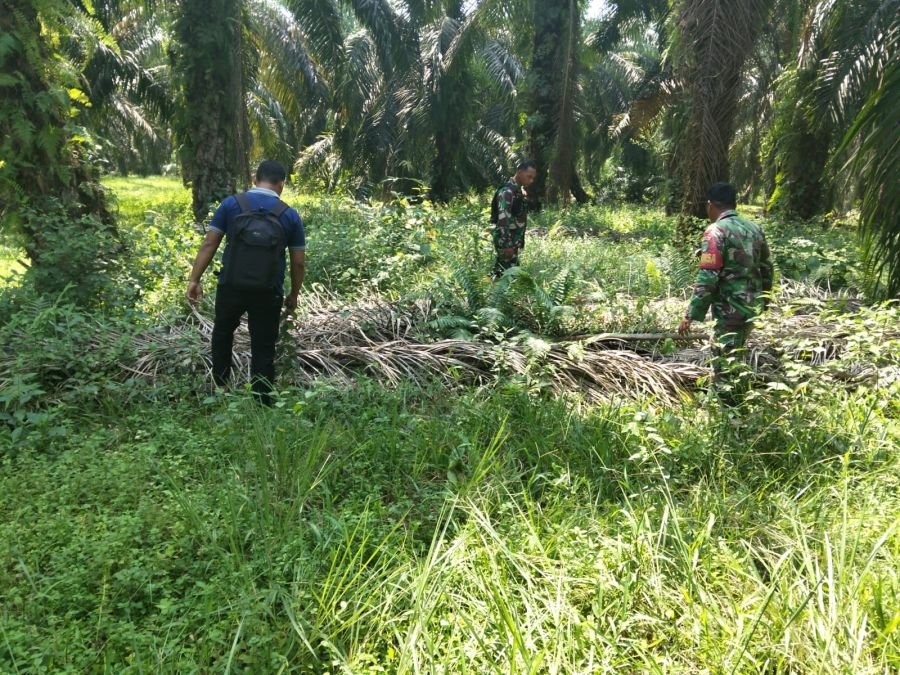 Susuri Perkebunan Sawit, Babinsa Pastikan Tanjung Leban Aman dari Titik Api