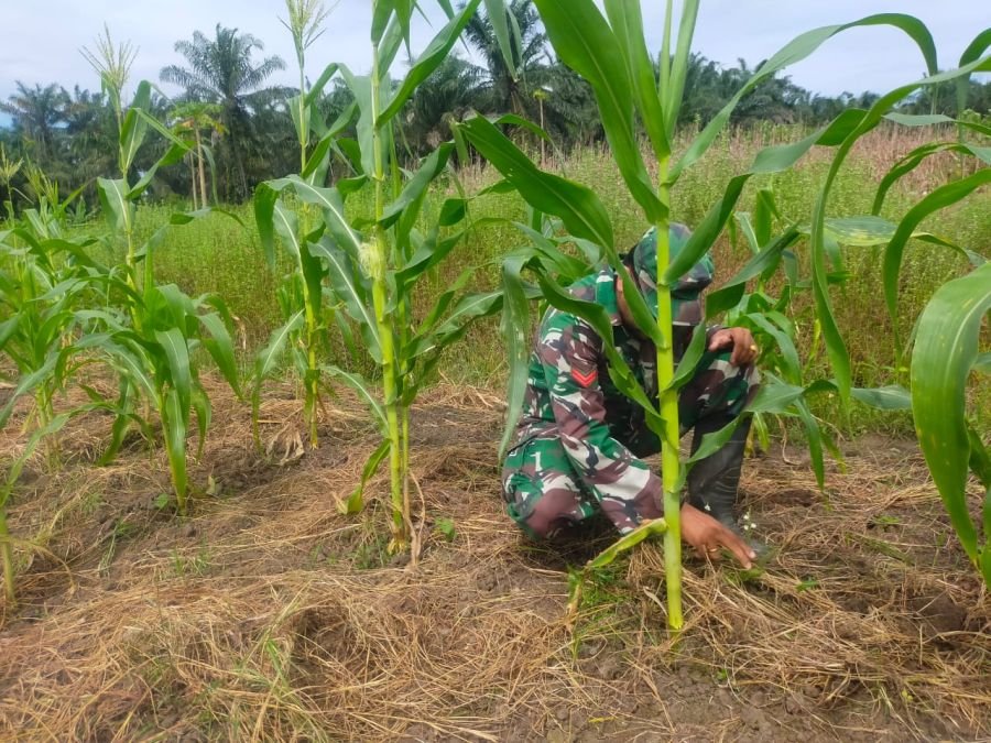 TANAMAN ECOPARK TERAWAT RUTIN, KOPTU MUKSHIN KHAN JAGA KETAHANAN PANGAN DI BENGKALIS