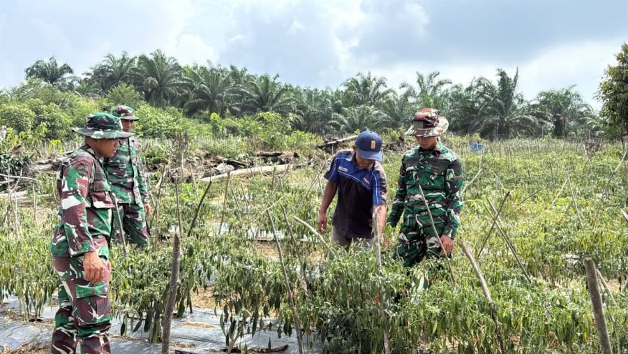 Tingkatkan Hasil Panen, Prajurit YONIF TP 850/SC Latih Masyarakat Cara Tepat Merawat Tanaman Cabai