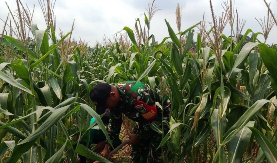 Tingkatkan Keberhasilan Produktifitas,Babinsa Koramil 16/Tapung Rutin Bantu Petani Olah Lahan Jagung
