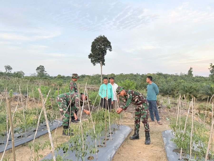Tingkatkan Semangat Petani, Prajurit YONIF TP 850 /SC Turun Langsung Ikut Panen Cabai