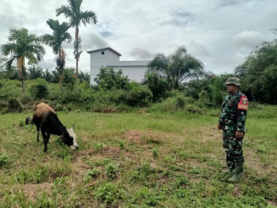 TNI Dampingi Penyemprotan Disinfektan PMK pada Ternak Sapi di Pusako