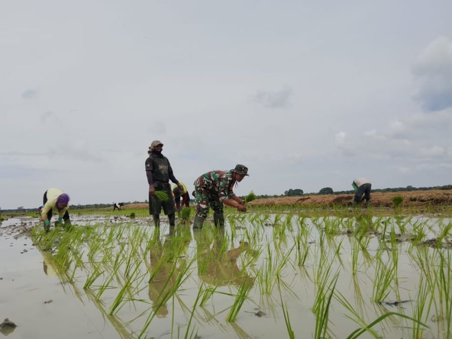 Turun ke Sawah, Serda Sugianto Bantu Kelompok Tani Maju Bersama Tanam Padi