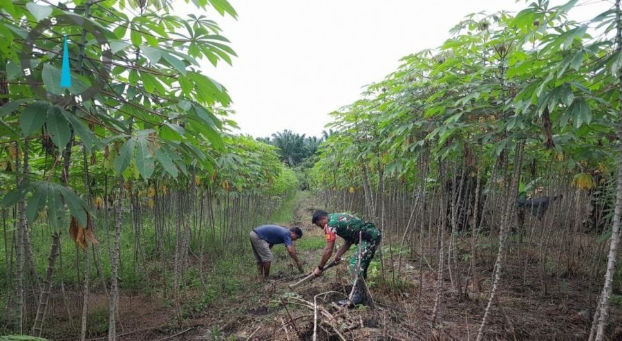 Upaya Meningkatkan Hasil Panen, Babinsa Koramil 16/Tapung Bantu Bersihkan Gulma di Kebun Petani