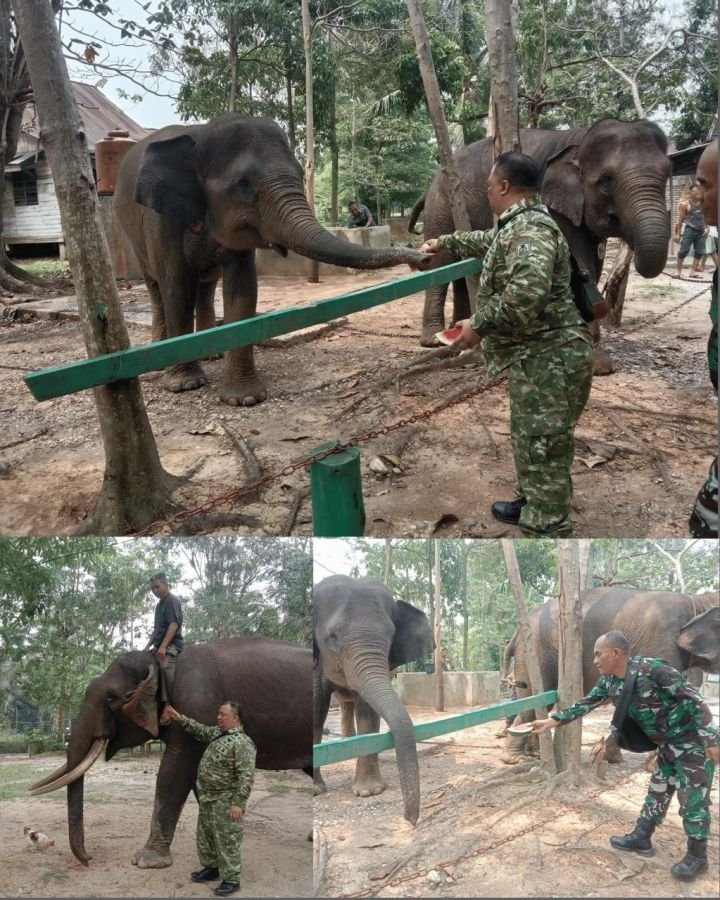 Usai Tuntaskan Penyuluhan Karhutla, Tim Mabes TNI Sisihkan Waktu Peduli Gajah di Muara Basung