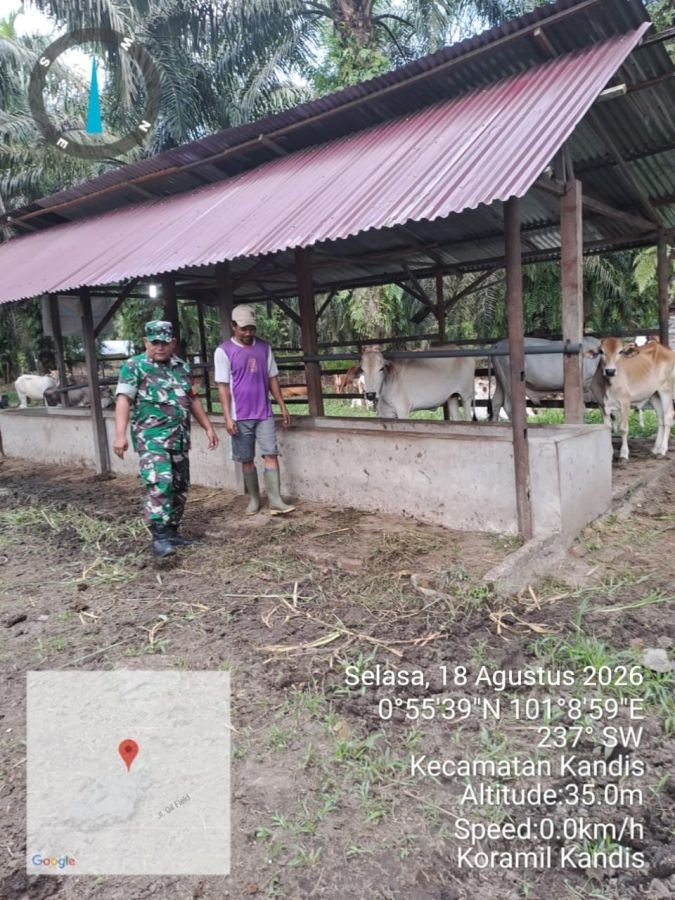 Vaksinasi PMK Digencarkan, Babinsa Kawal Ternak Warga Libo Jaya