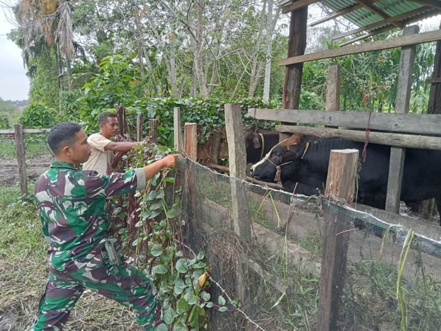 Waspadai PMK, Babinsa Koramil 08/KM Gencarkan Sosialisasi dan Pengecekan Ternak di Kuansing