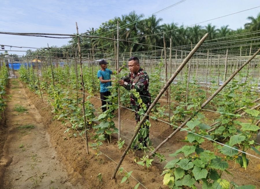 Wujud Kemanunggalan TNI, Babinsa Koramil 05/Rimba Melintang Giatkan Program Ketahanan Pangan di Rohi