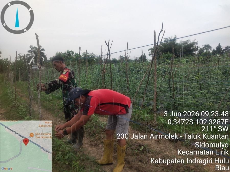 Wujud Kemanunggalan TNI-Rakyat, Babinsa Koramil 04/PP Bantu Petani di Sidomulyo Merapikan Tanaman da