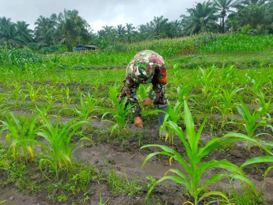 Wujudkan Kemandirian Pangan, Koptu M. Khan Lakukan Perawatan Rutin di Lokasi Demplot Pos Ramil