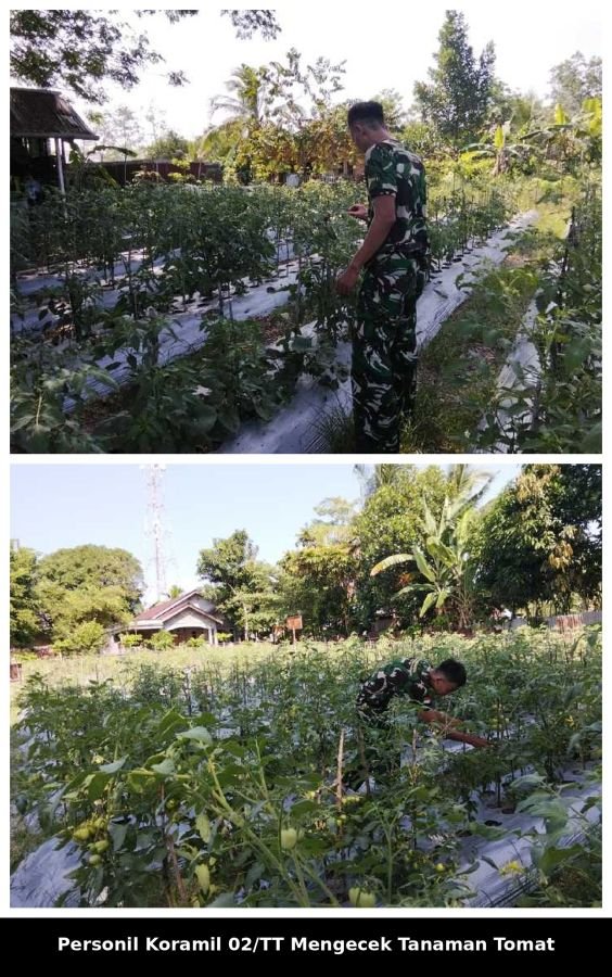 Wujudkan Ketahanan Pangan, Personil Koramil 02/TT Cek Pertumbuhan Tanaman Tomat