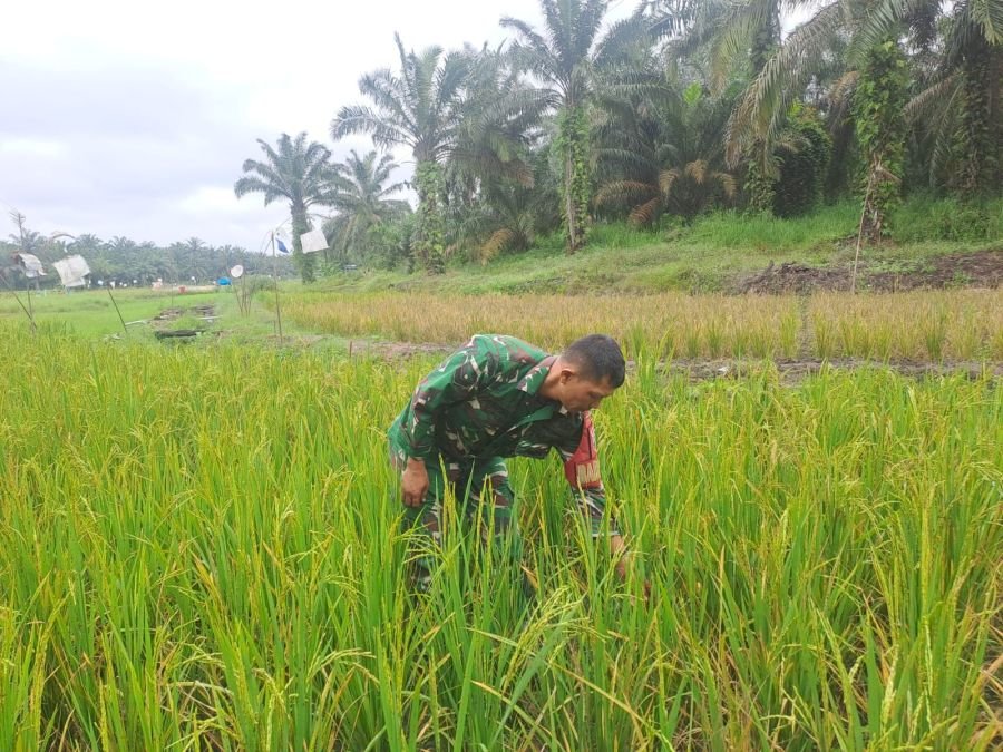 WUJUDKAN KETAHANAN PANGAN, SERTU JONI RAFDAL RAWAT TANAMAN PADI DI ECOPARK SIMPANG BANGKO