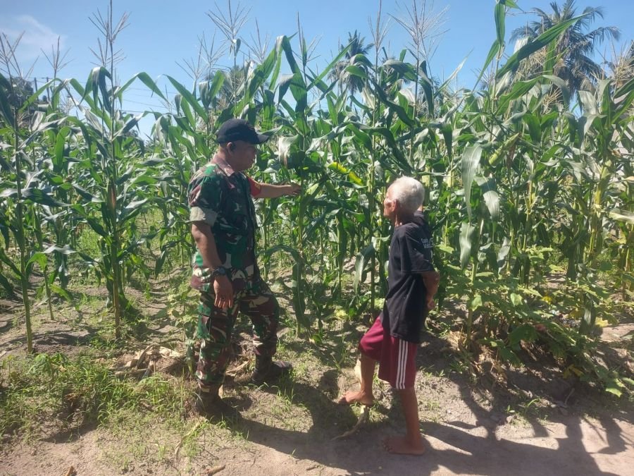 *Wujudkan Masyarakat Sejahtera, Babinsa Koramil 06 Siak Hulu Laksanakan Komsos dengan Petani Jagung*