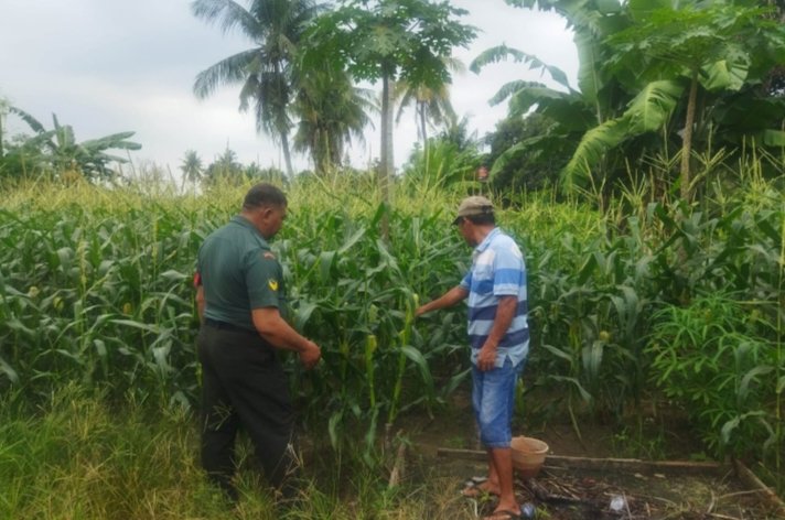 Wujudkan Masyarakat Sejahtera, Babinsa Koramil 06 Siak Hulu Laksanakan Komsos dengan Petani Jagung