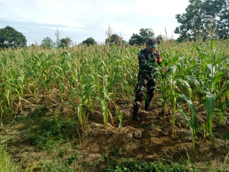Wujudkan Swasembada Pangan, Babinsa Koramil 03/Mandau Cek Kondisi Lahan