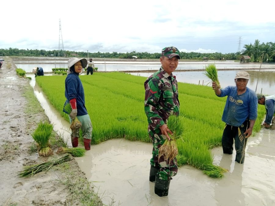 Wujudkan Swasembada Pangan, Danramil 05/RM Instruksikan Babinsa Dampingi Petani di Mukti Jaya,